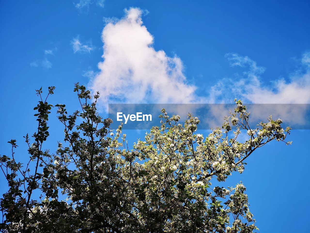 LOW ANGLE VIEW OF CHERRY BLOSSOM AGAINST SKY