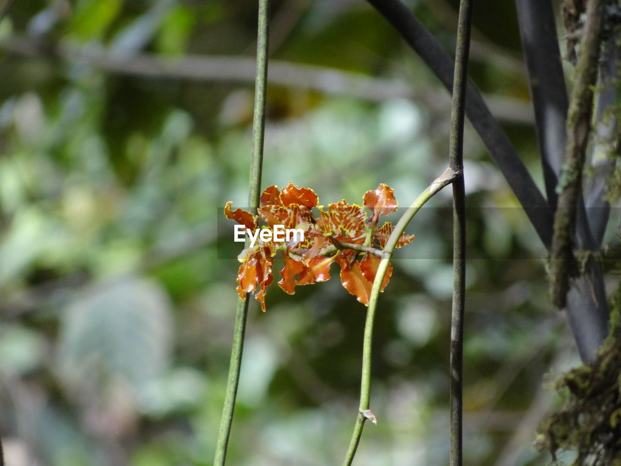 Close-up of orange flowering plant