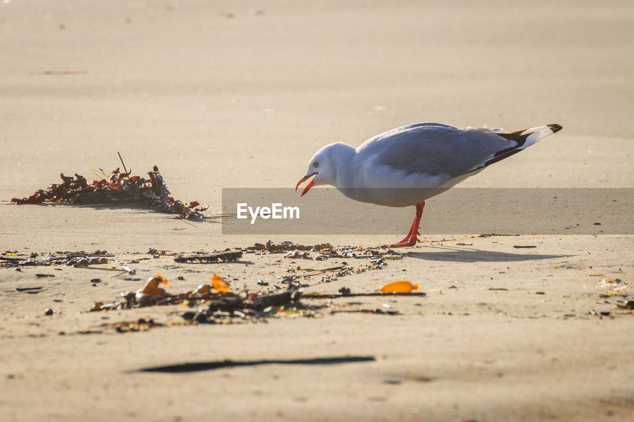 Seagull perching on a beach