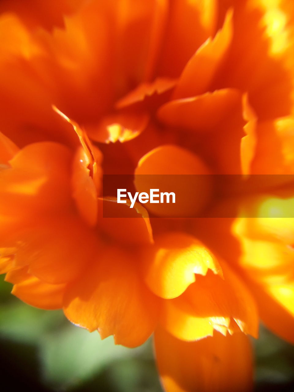 EXTREME CLOSE-UP OF ORANGE FLOWER