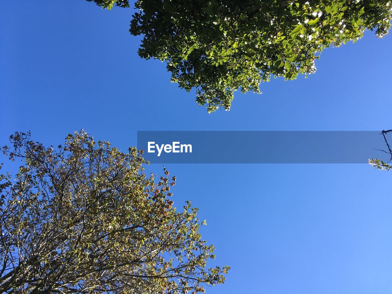 LOW ANGLE VIEW OF FLOWERING TREE AGAINST BLUE SKY