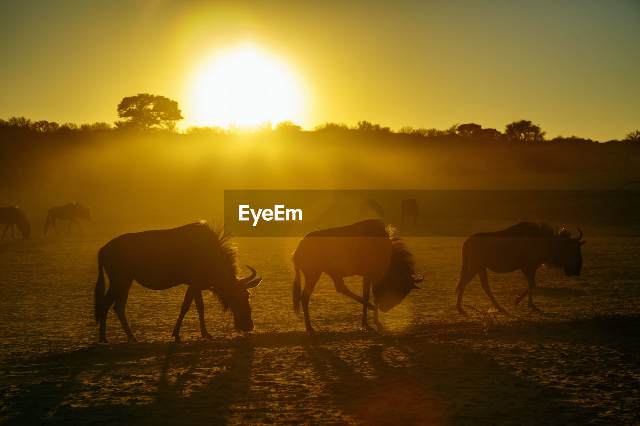 horses standing on field against sky during sunset
