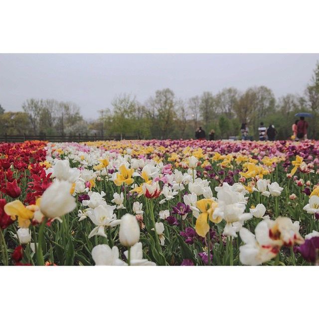 FLOWERS GROWING IN FIELD