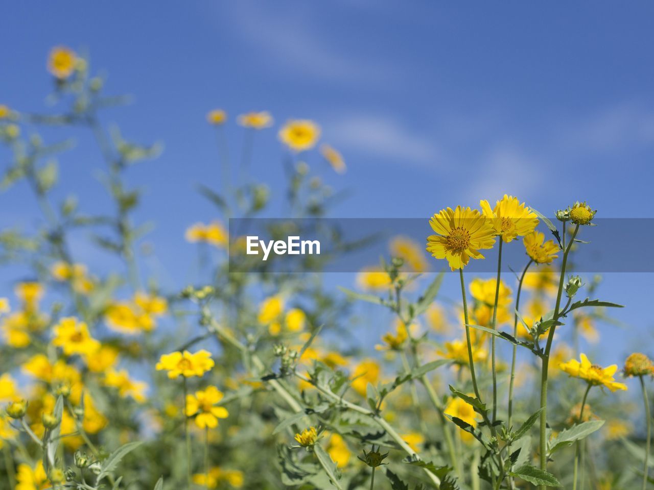 Close-up of fresh yellow flowers against sky