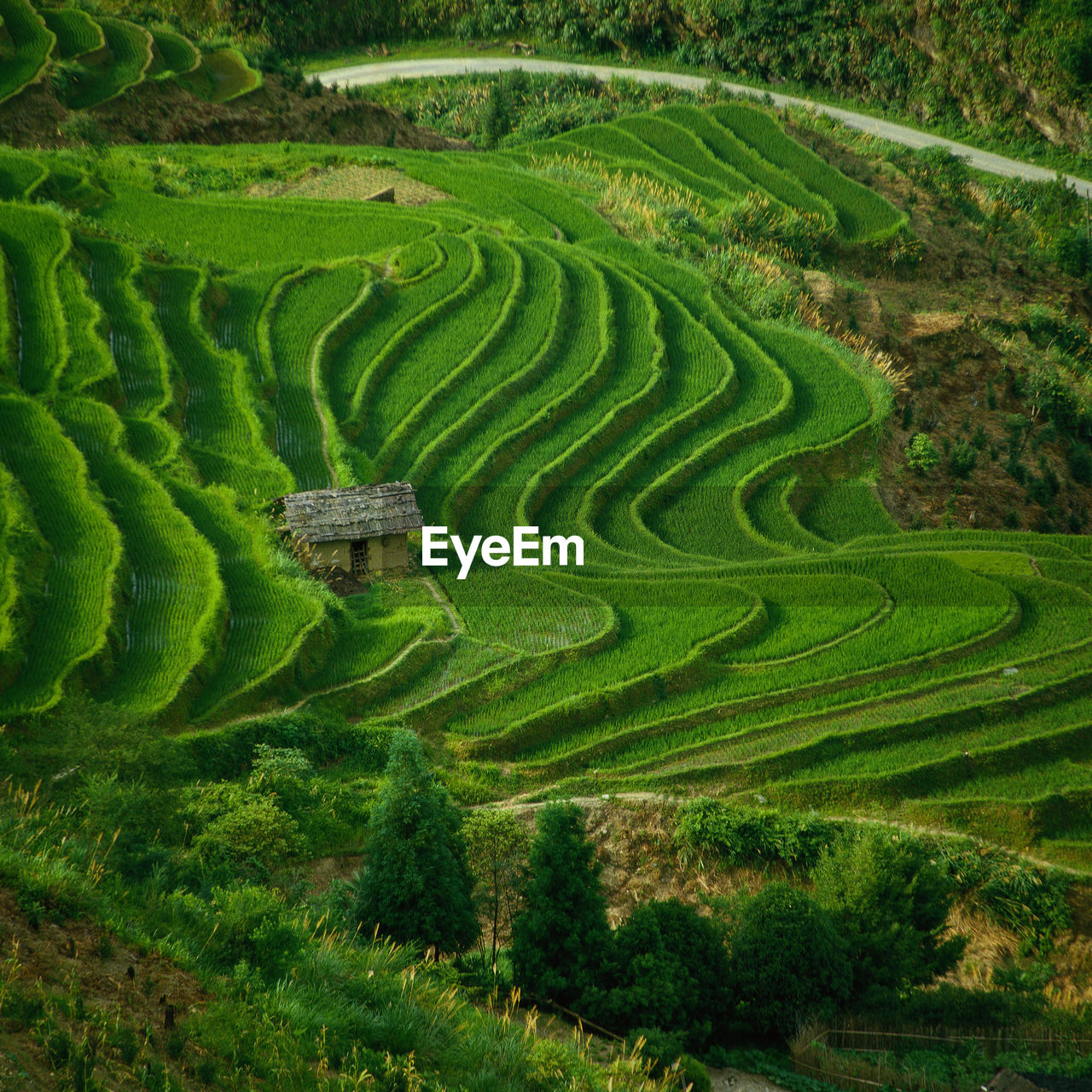 High angle view of rice paddy