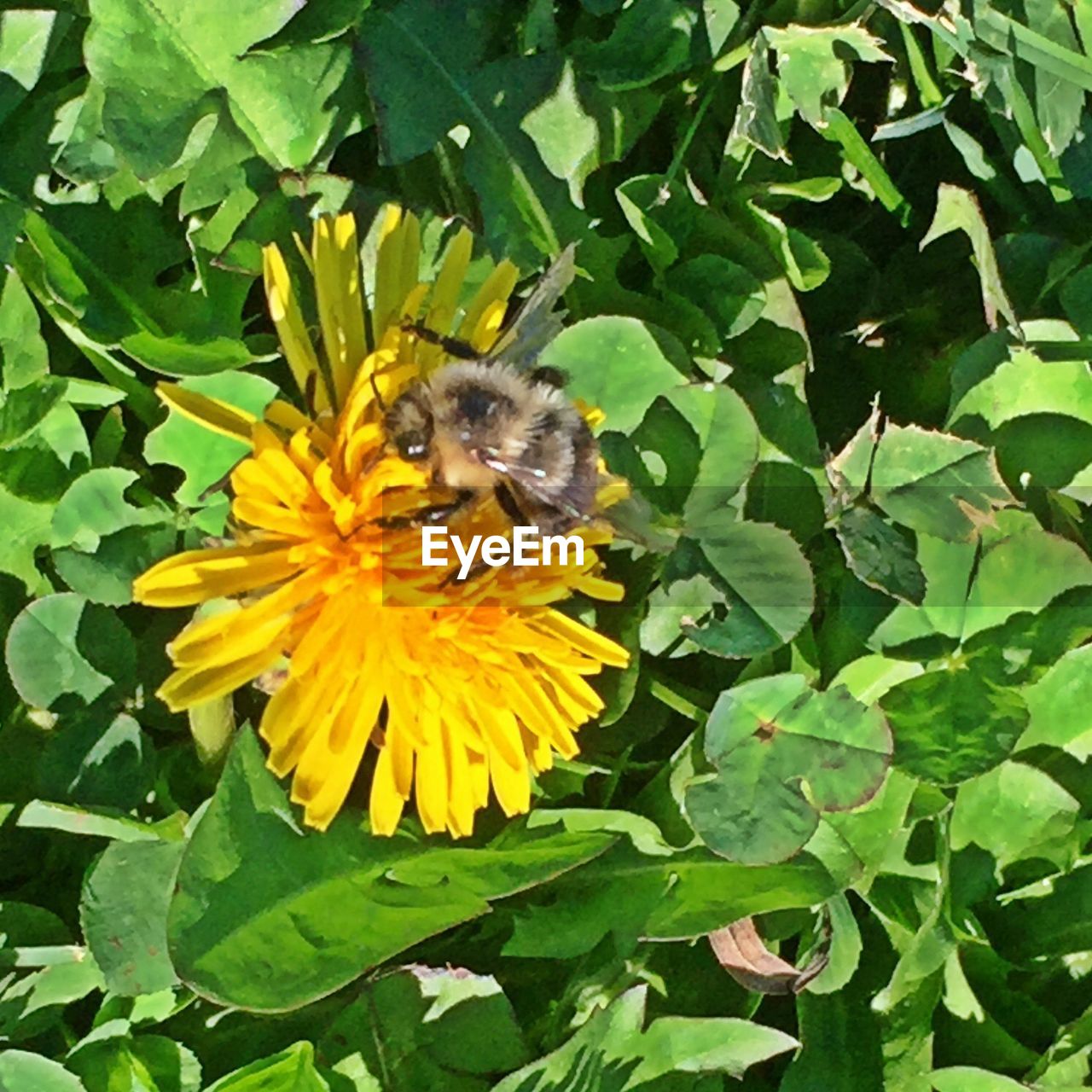 CLOSE-UP OF BUTTERFLY POLLINATING ON YELLOW FLOWER