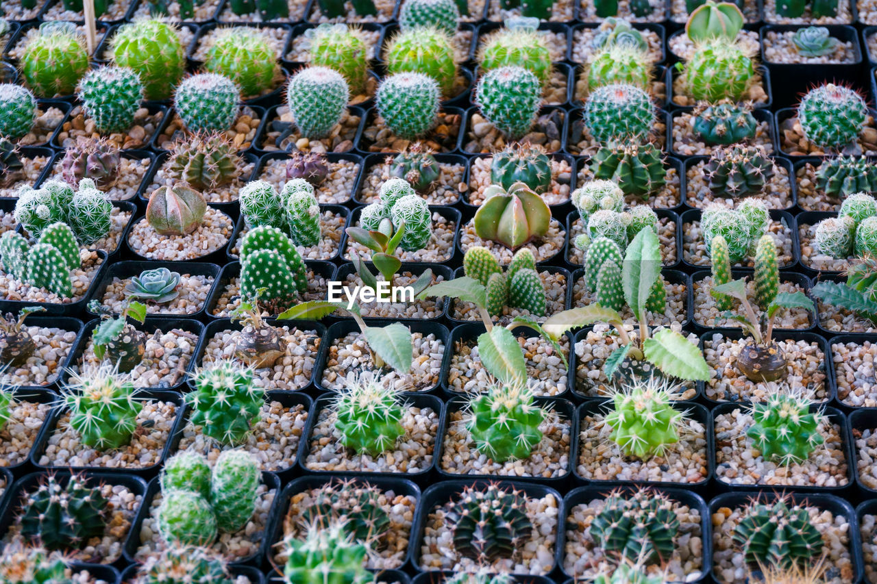 FULL FRAME SHOT OF POTTED PLANTS IN FARM