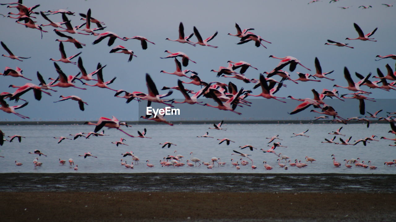 Scenic view of flamingos flying over river against clear sky