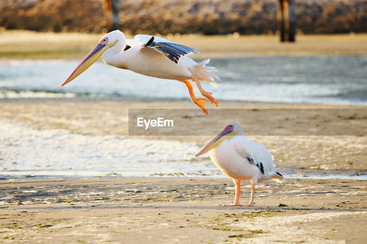 bird, animal themes, animal, animal wildlife, wildlife, water, seabird, beach, group of animals, sea, nature, land, two animals, focus on foreground, no people, beak, day, full length, sand, outdoors, seagull