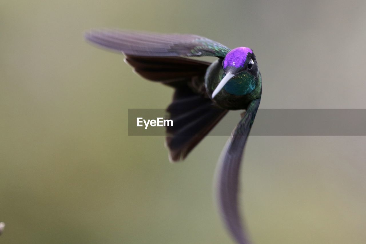 CLOSE-UP OF BIRD FLYING IN SKY