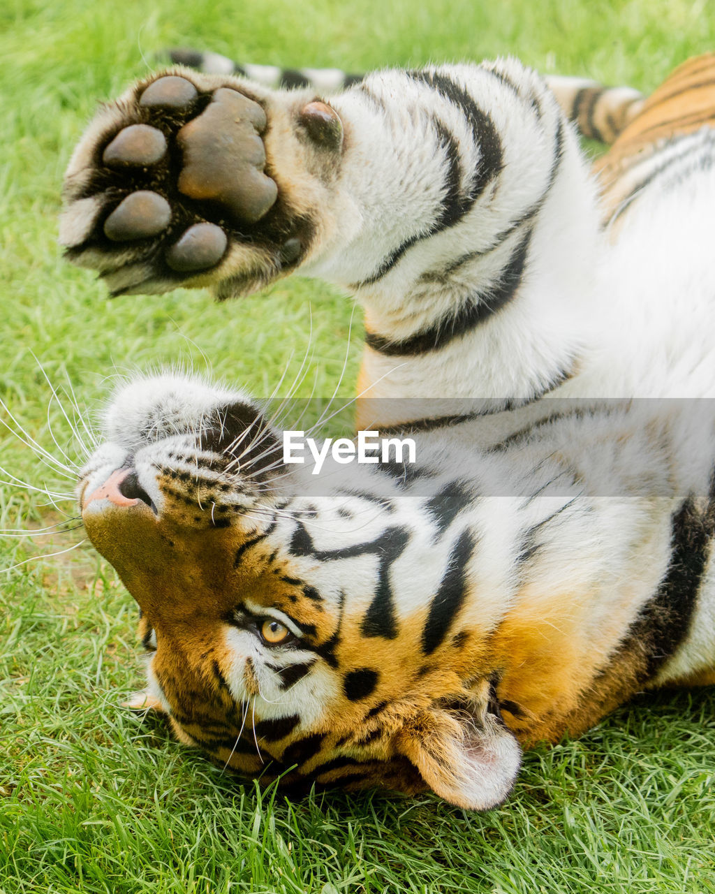 Close-up of a tiger on grass