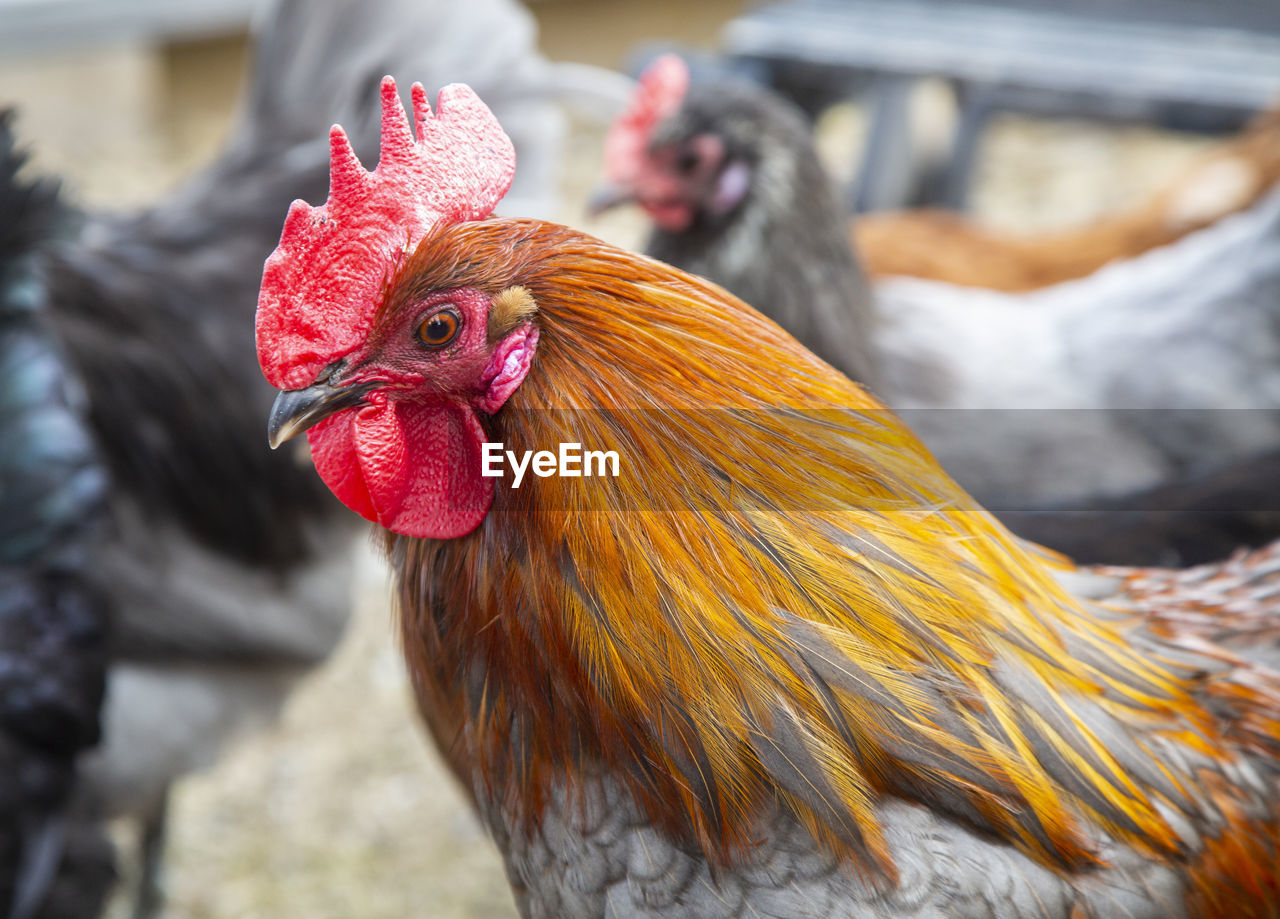 Close-up of rooster