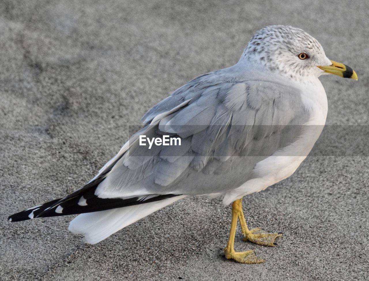 animal themes, animal, bird, animal wildlife, wildlife, one animal, beak, gull, wing, gray, full length, seabird, nature, european herring gull, no people, dove - bird, day, outdoors, close-up, side view, animal body part, feather