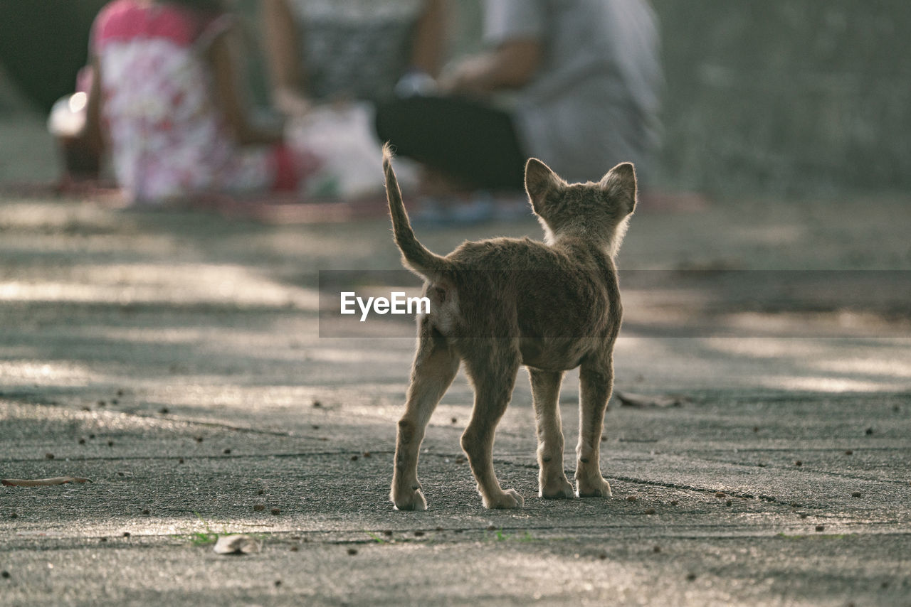 Stray dogs are waiting for people to feed