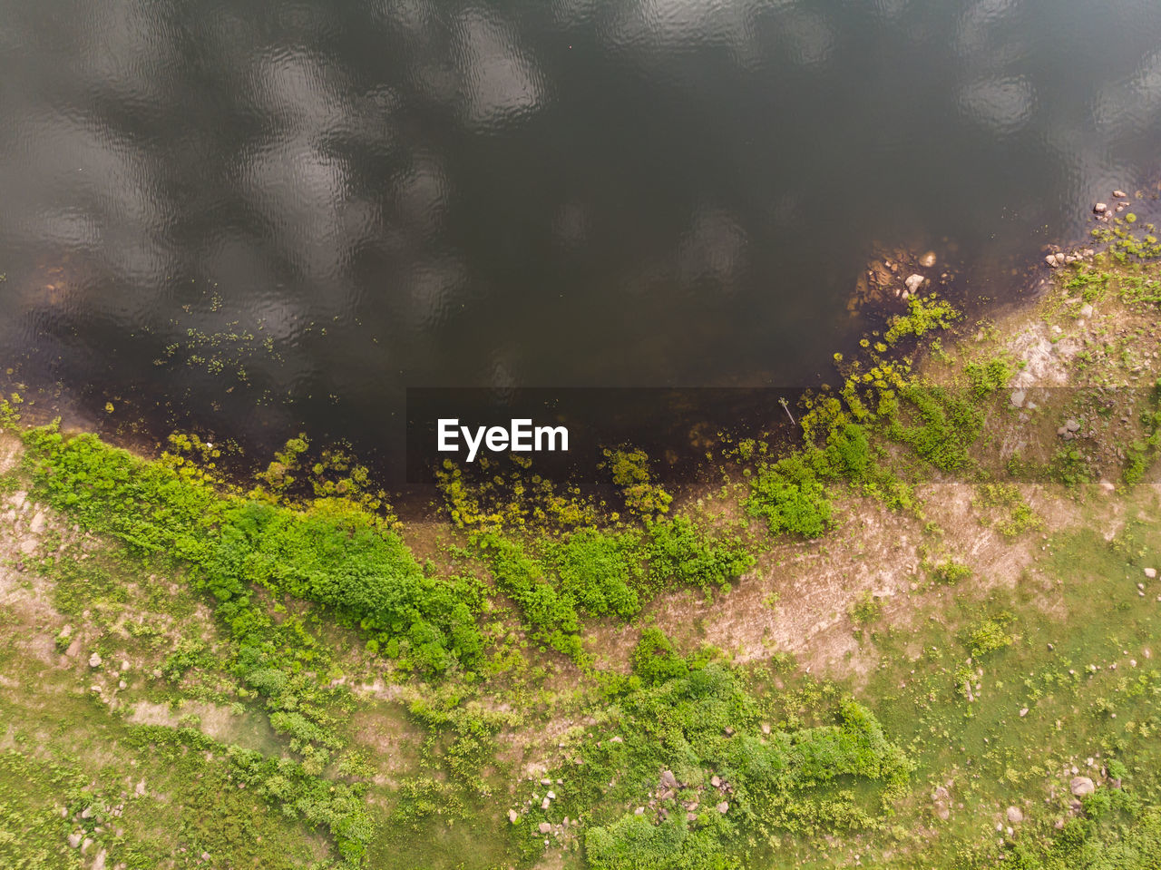 High angle view of trees growing in forest