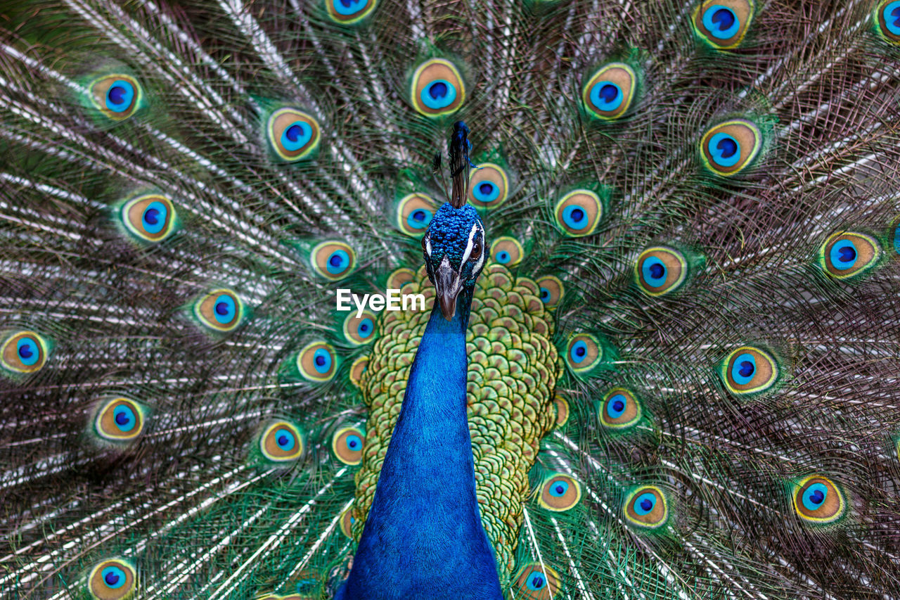 CLOSE-UP OF PEACOCK FEATHER