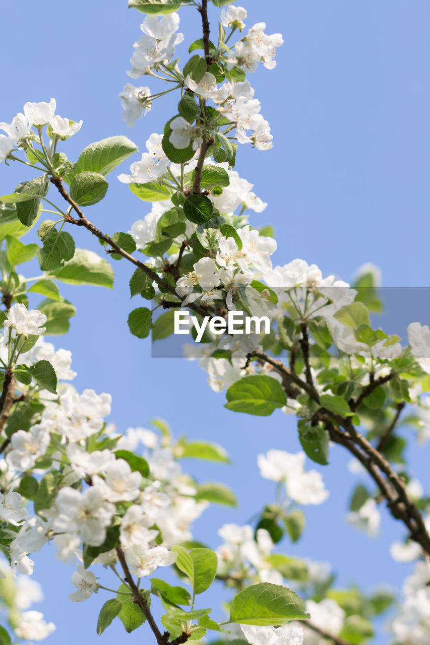 LOW ANGLE VIEW OF CHERRY BLOSSOMS AGAINST SKY