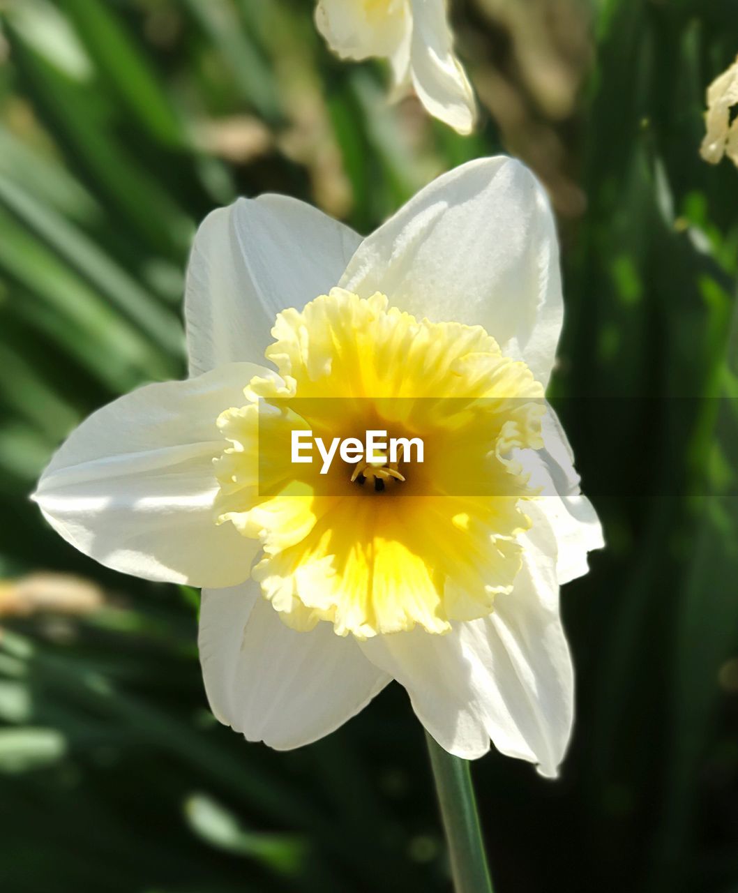 CLOSE-UP OF FLOWER BLOOMING OUTDOORS