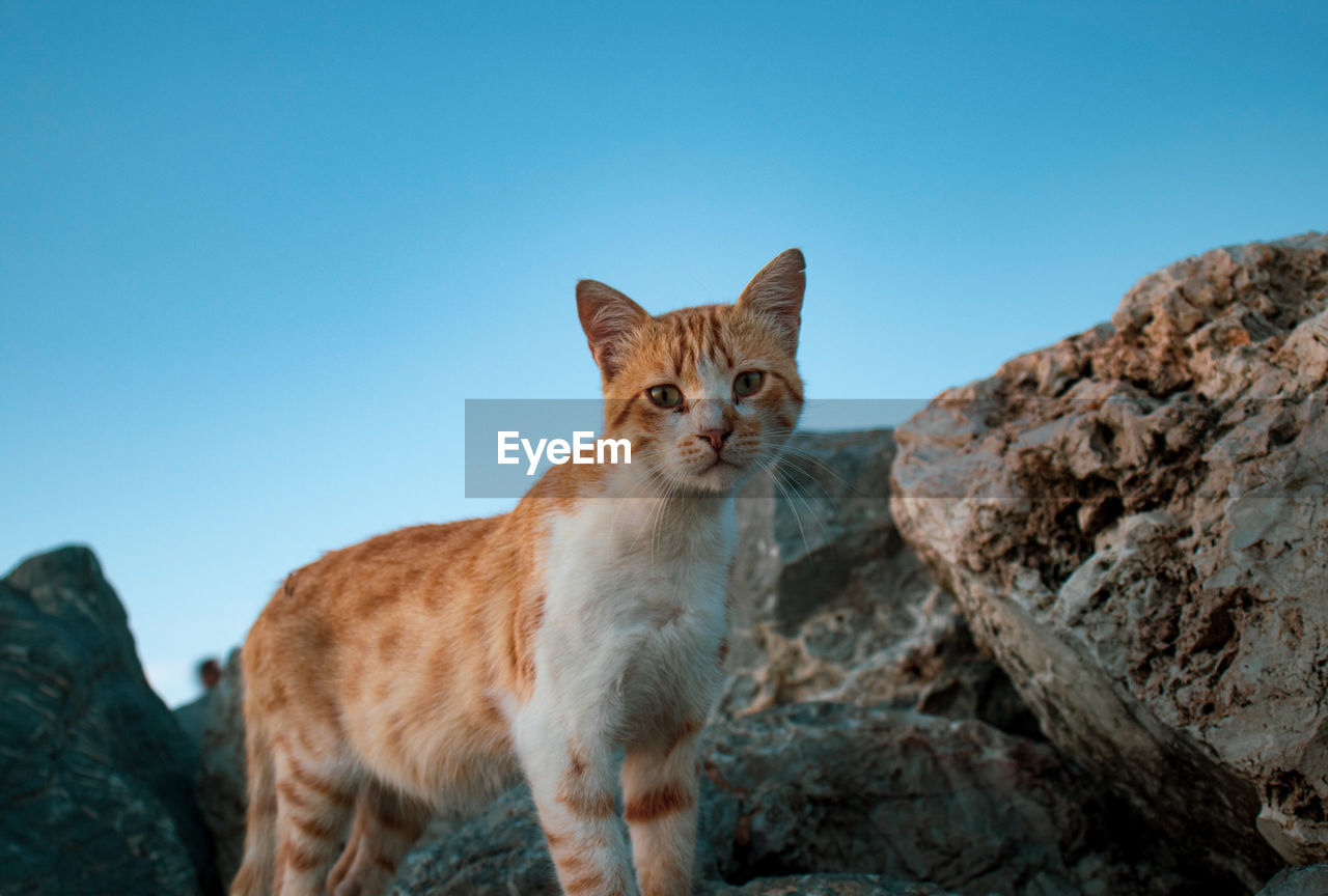 Portrait of cat on rock against clear sky