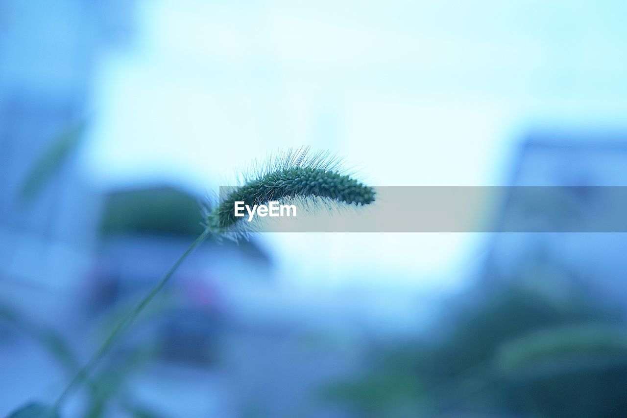 Low angle view of flower buds growing against sky