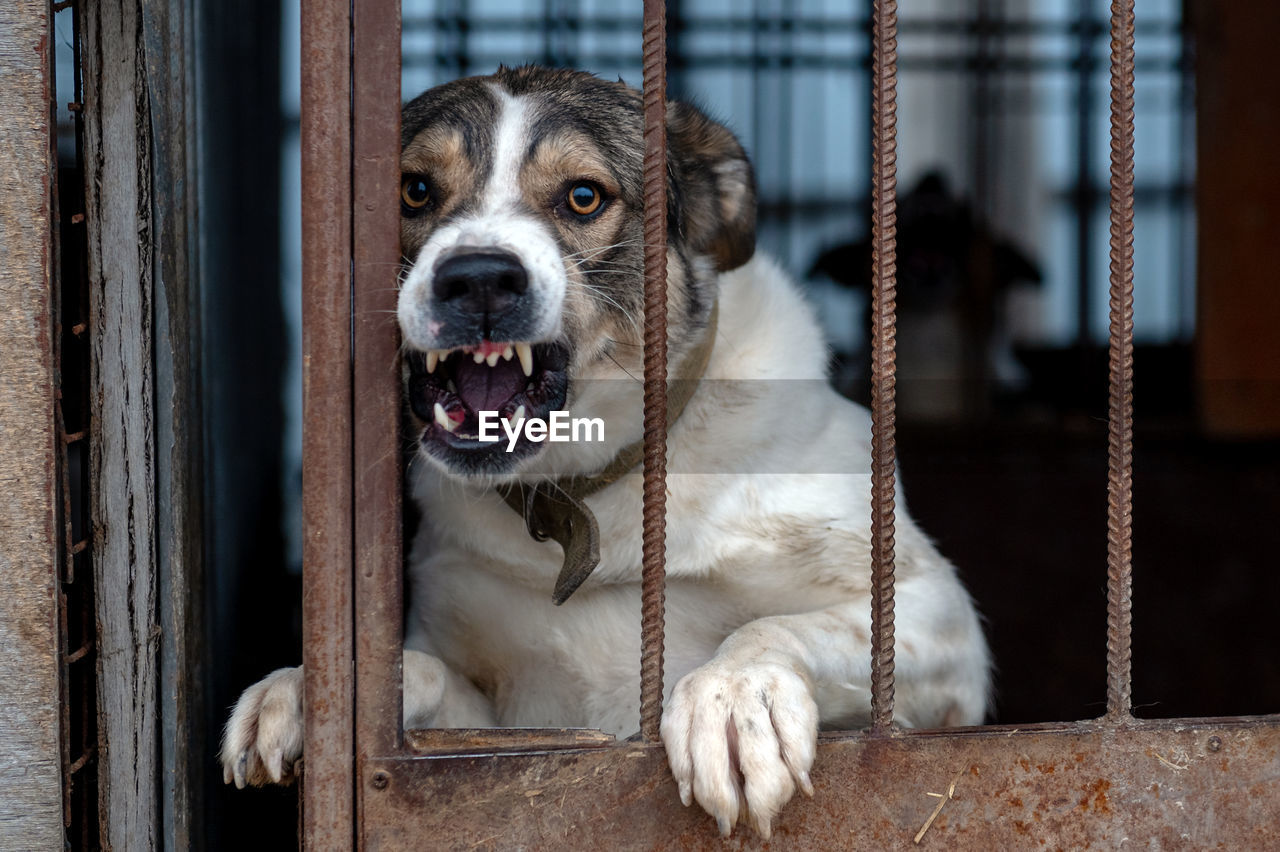 Angry mongrel dog in a cage at an animal shelter. portrait of an angry dog barking into the camera 