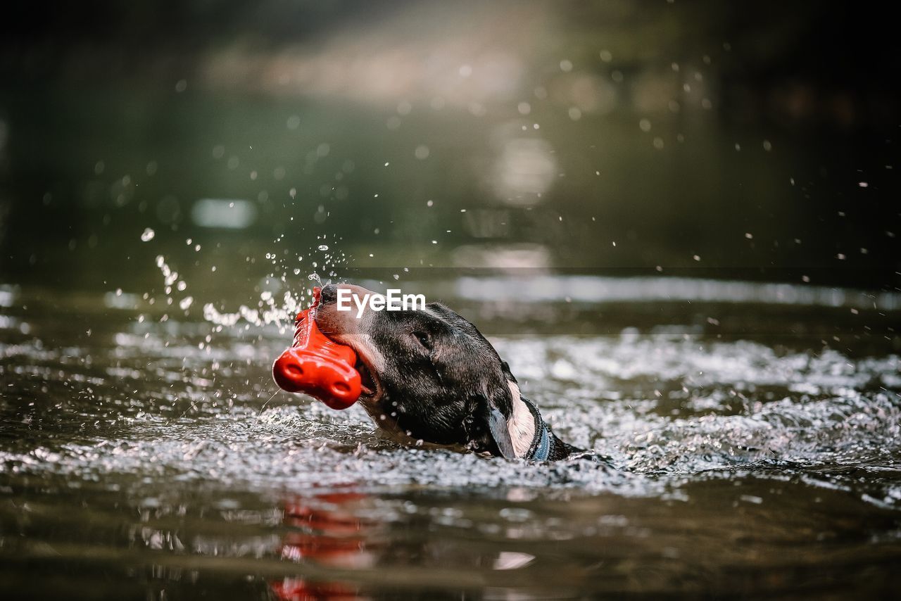 Close-up of dog swimming in lake