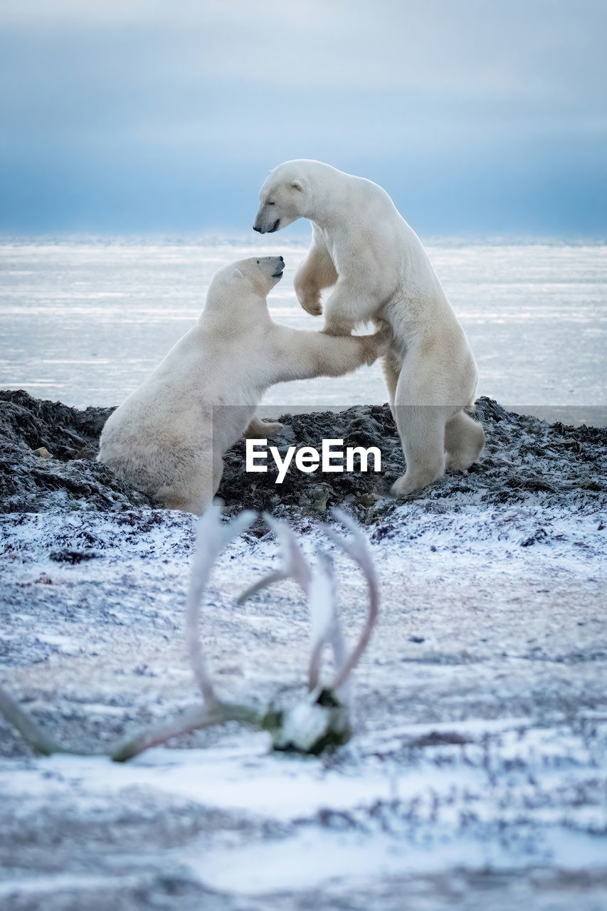 Two polar bears play fight by antlers