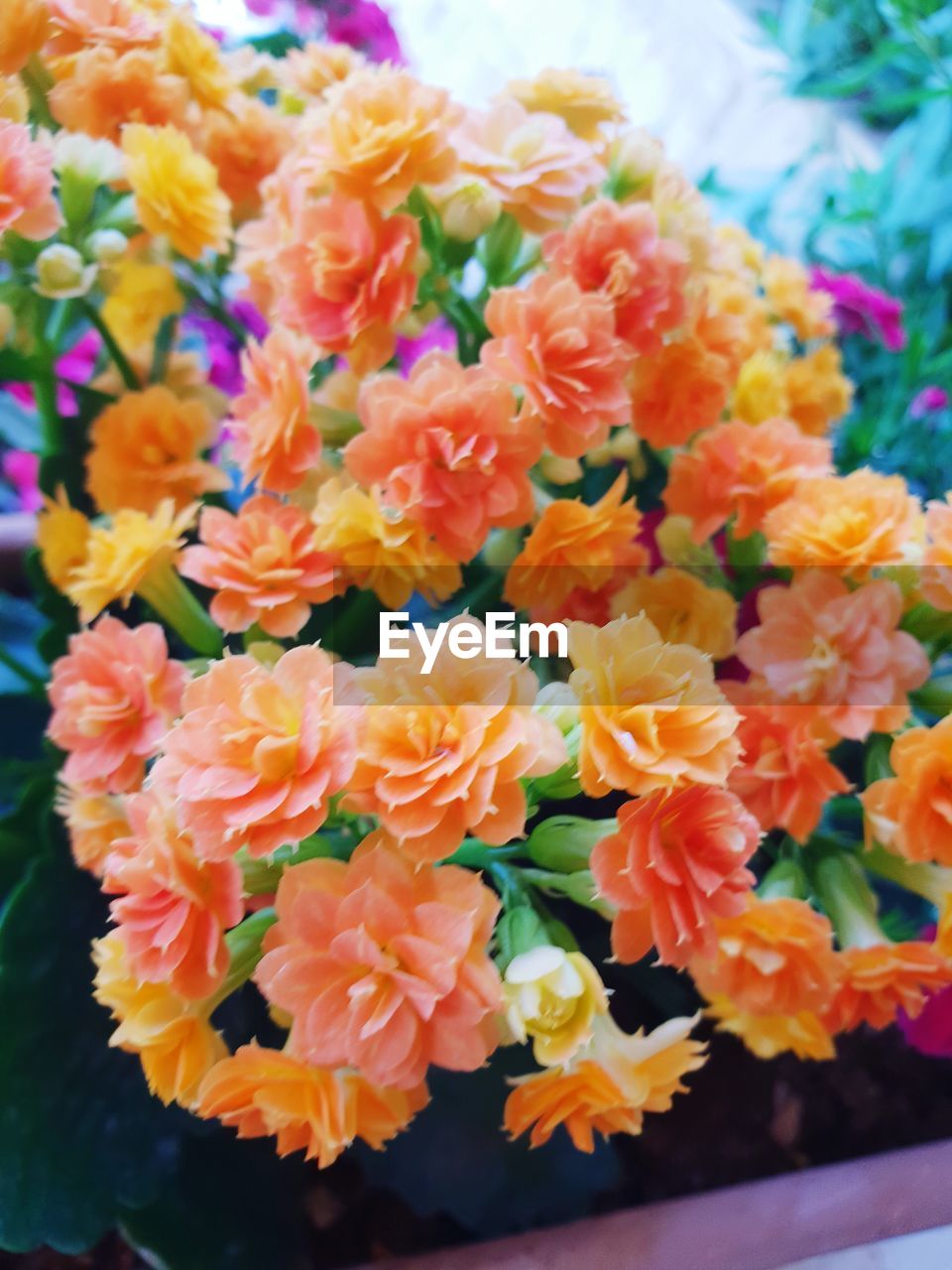 CLOSE-UP OF VARIOUS FLOWERS ON BOUQUET OF RED ROSES