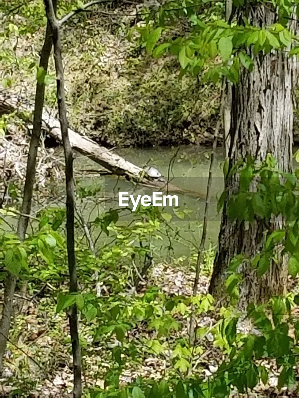 IVY GROWING ON TREE TRUNK BY LAKE