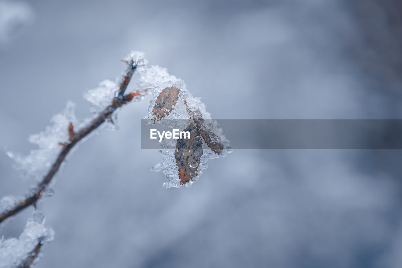 Close-up of frozen plant