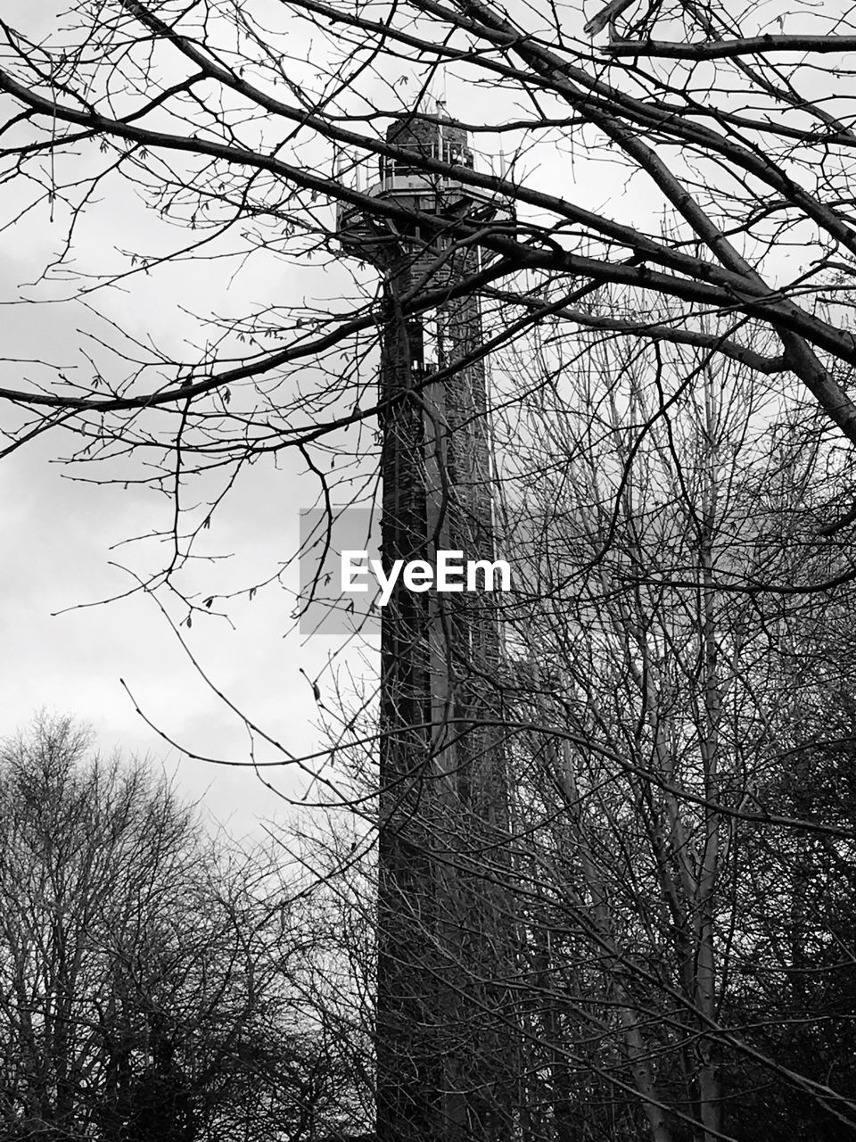 LOW ANGLE VIEW OF TREE BRANCHES AGAINST SKY