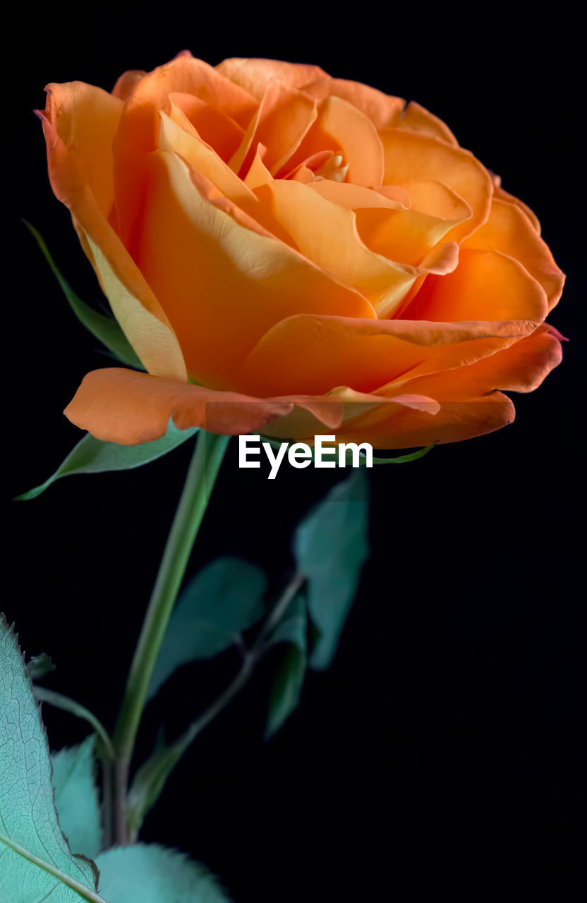 CLOSE-UP OF ROSE OVER WHITE BACKGROUND