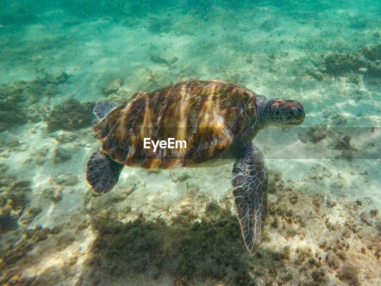Turtle swimming in sea