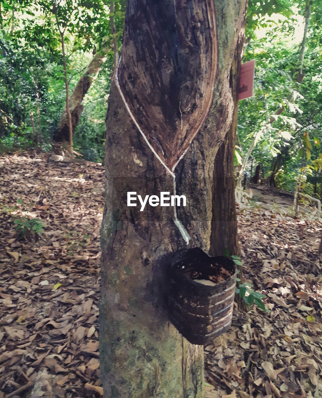 VIEW OF A TREE TRUNK