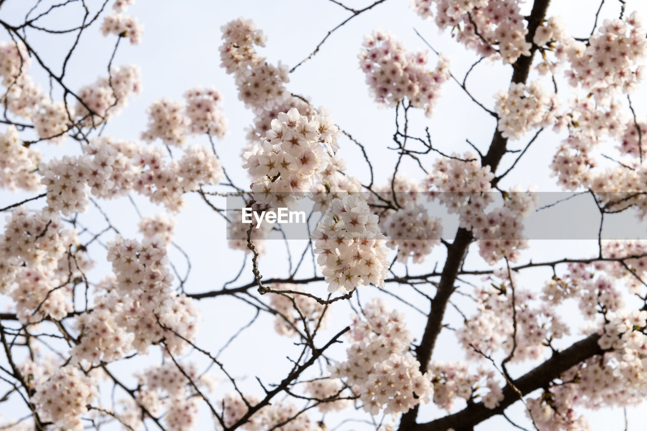 Low angle view of cherry blossoms against sky