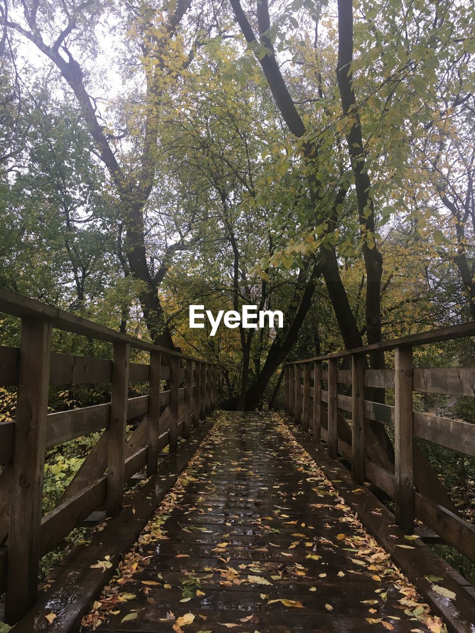 FOOTBRIDGE ALONG TREES AND PLANTS