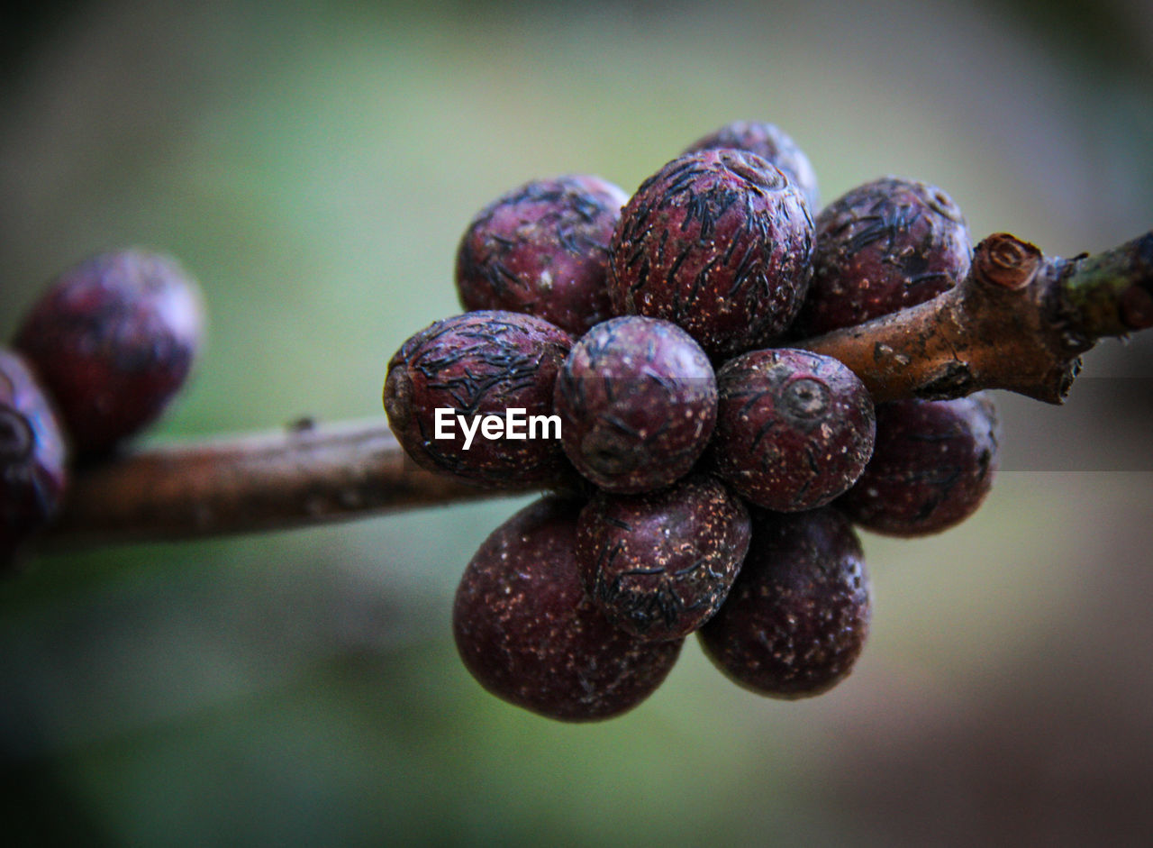 CLOSE-UP OF BLACKBERRIES GROWING ON PLANT