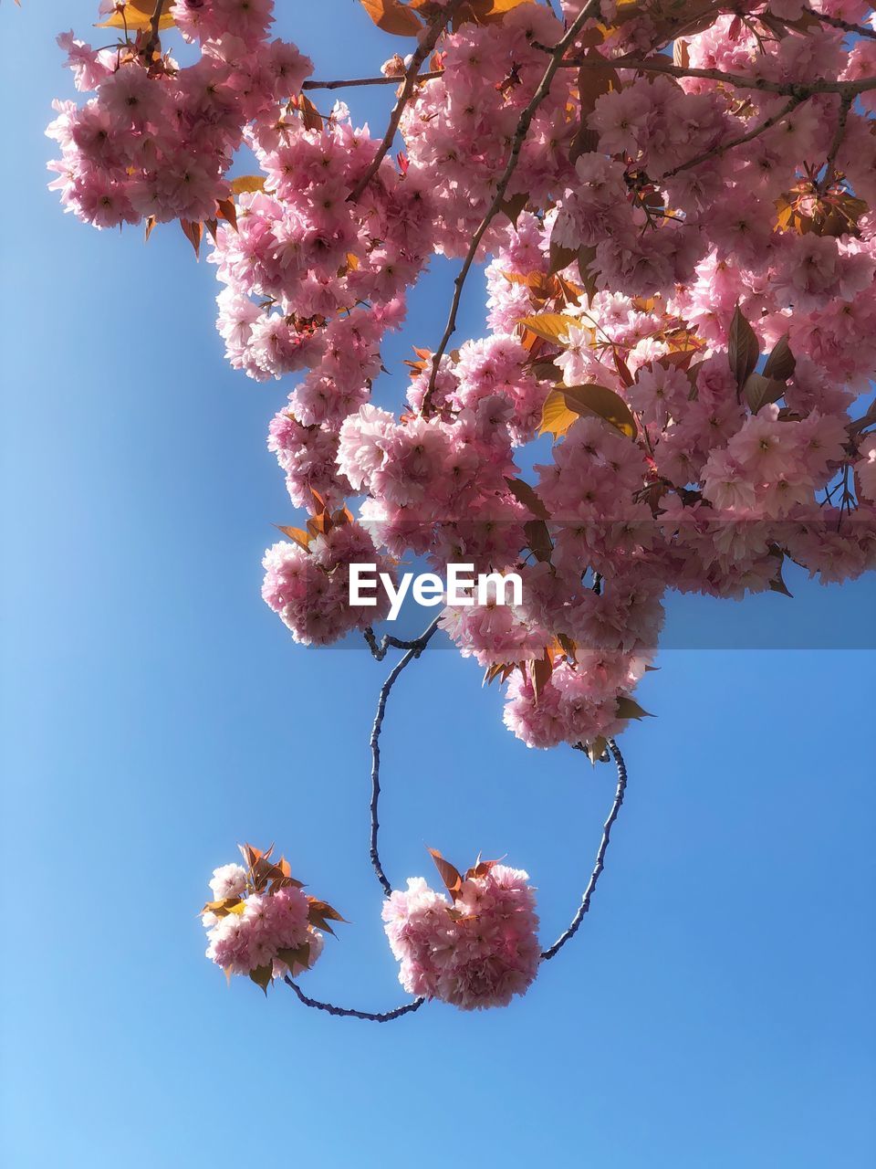 Low angle view of cherry blossoms against sky