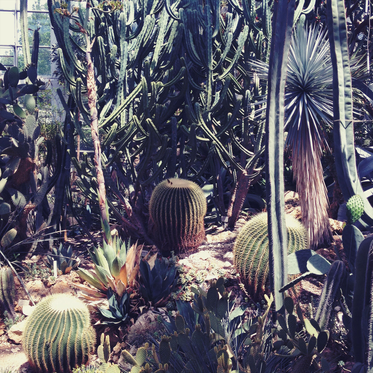 Close-up of cactus plants