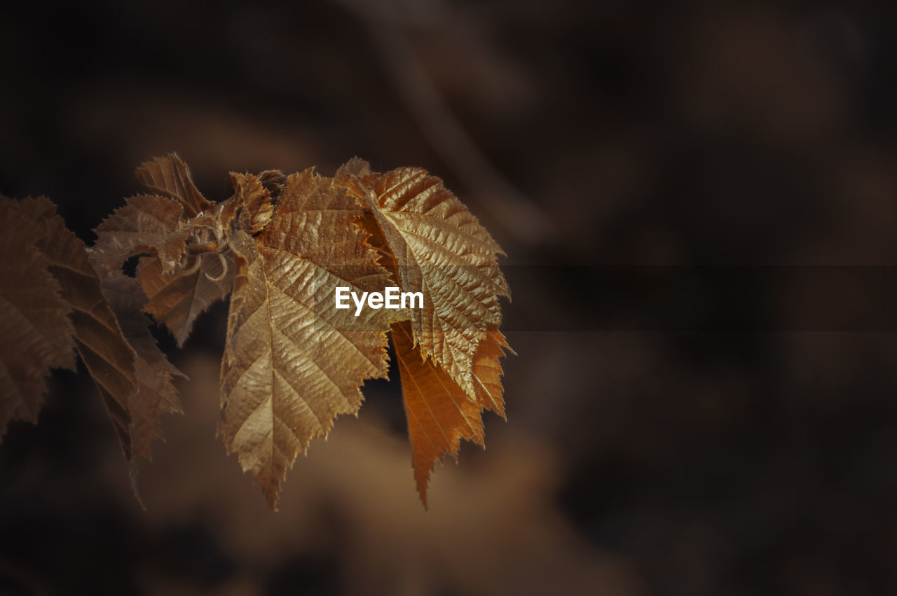 Close-up of dried leaves