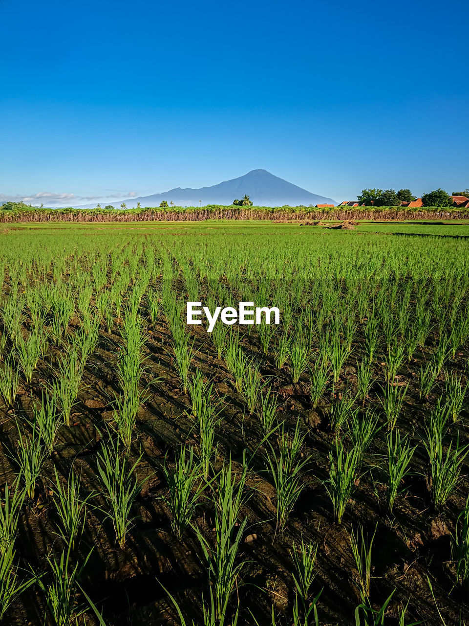 SCENIC VIEW OF FARM AGAINST SKY