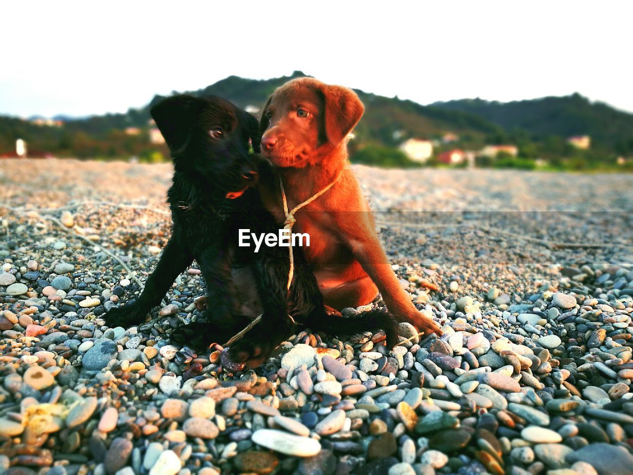 DOG SITTING ON PEBBLES AT BEACH