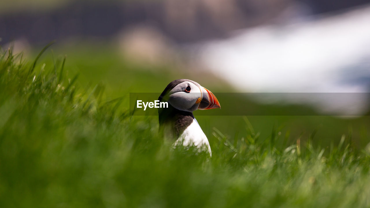 Close-up of puffin on grass