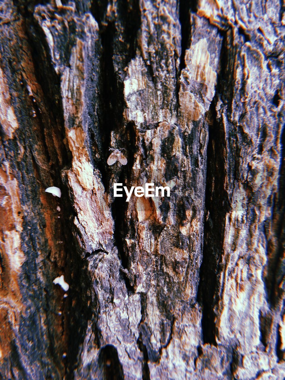 CLOSE-UP OF TREE BARK