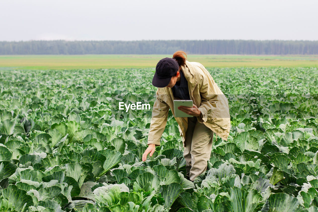 Farmer control quality of cabbage crop before harvesting. woman agronomist using digital tablet