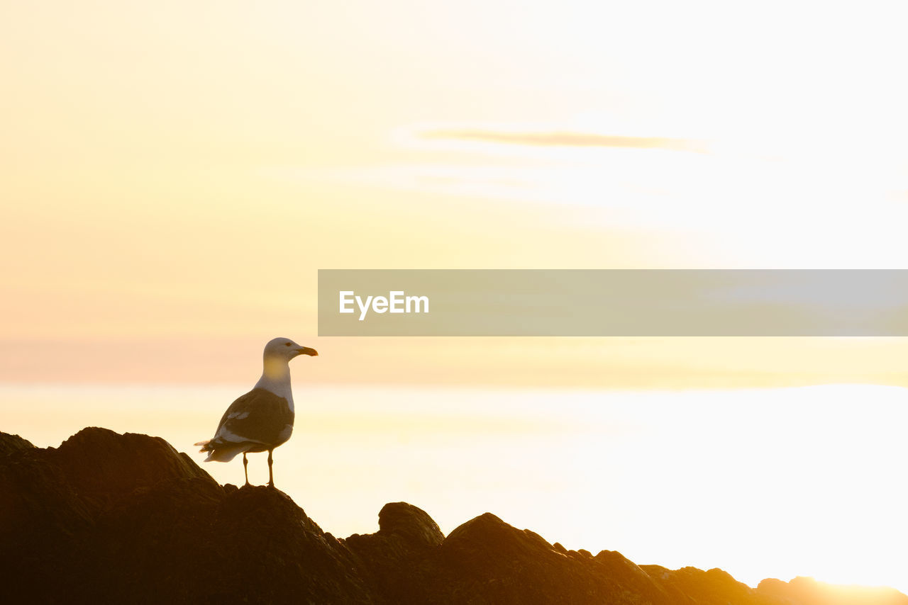 Rear view of a backlit sea gull during sunset on puget sound