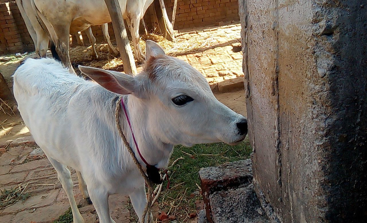 Close-up of a cow