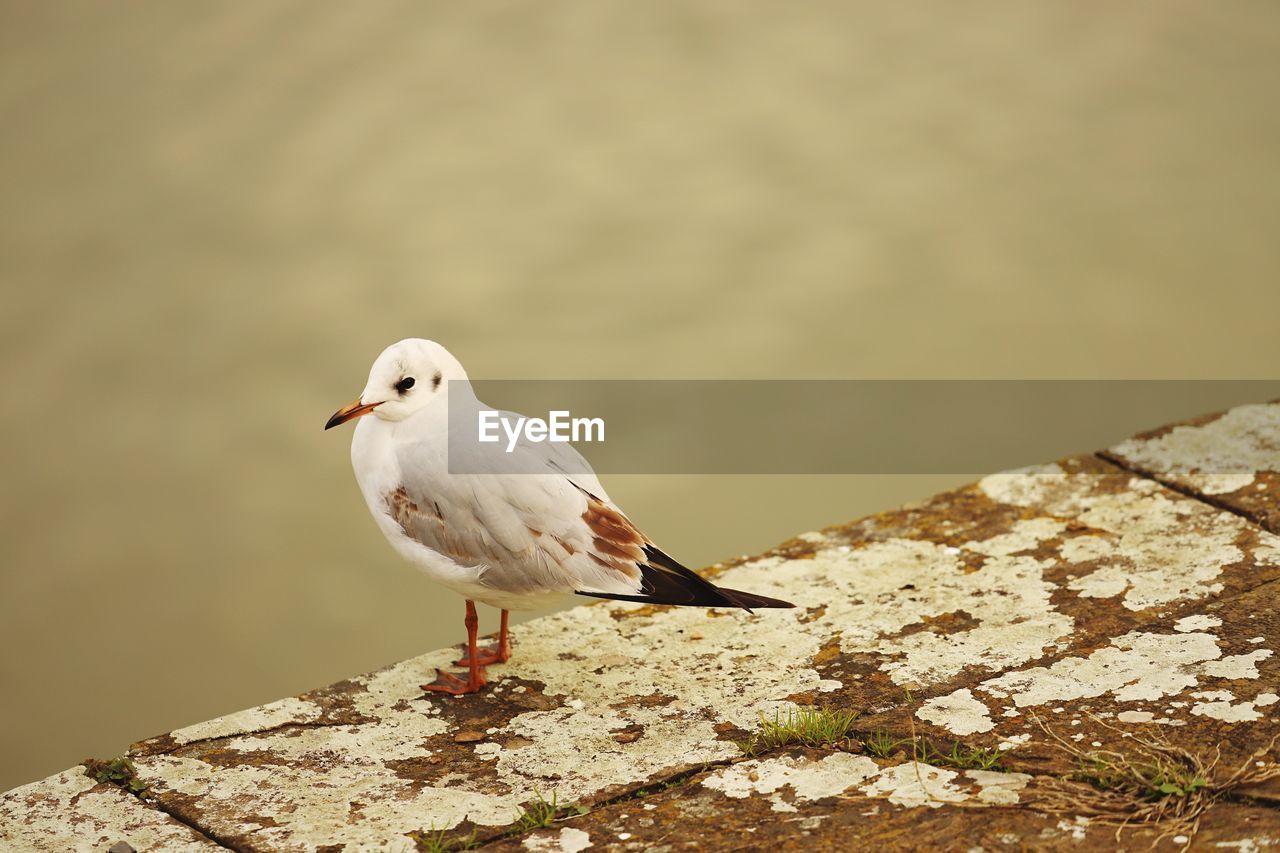 SEAGULL PERCHING ON A ROCK