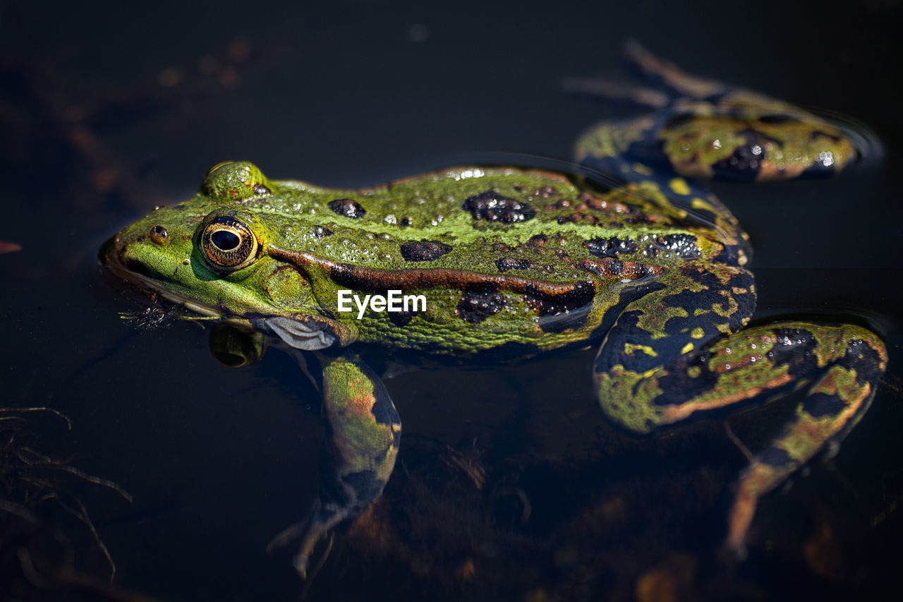 High angle view of frog in pond