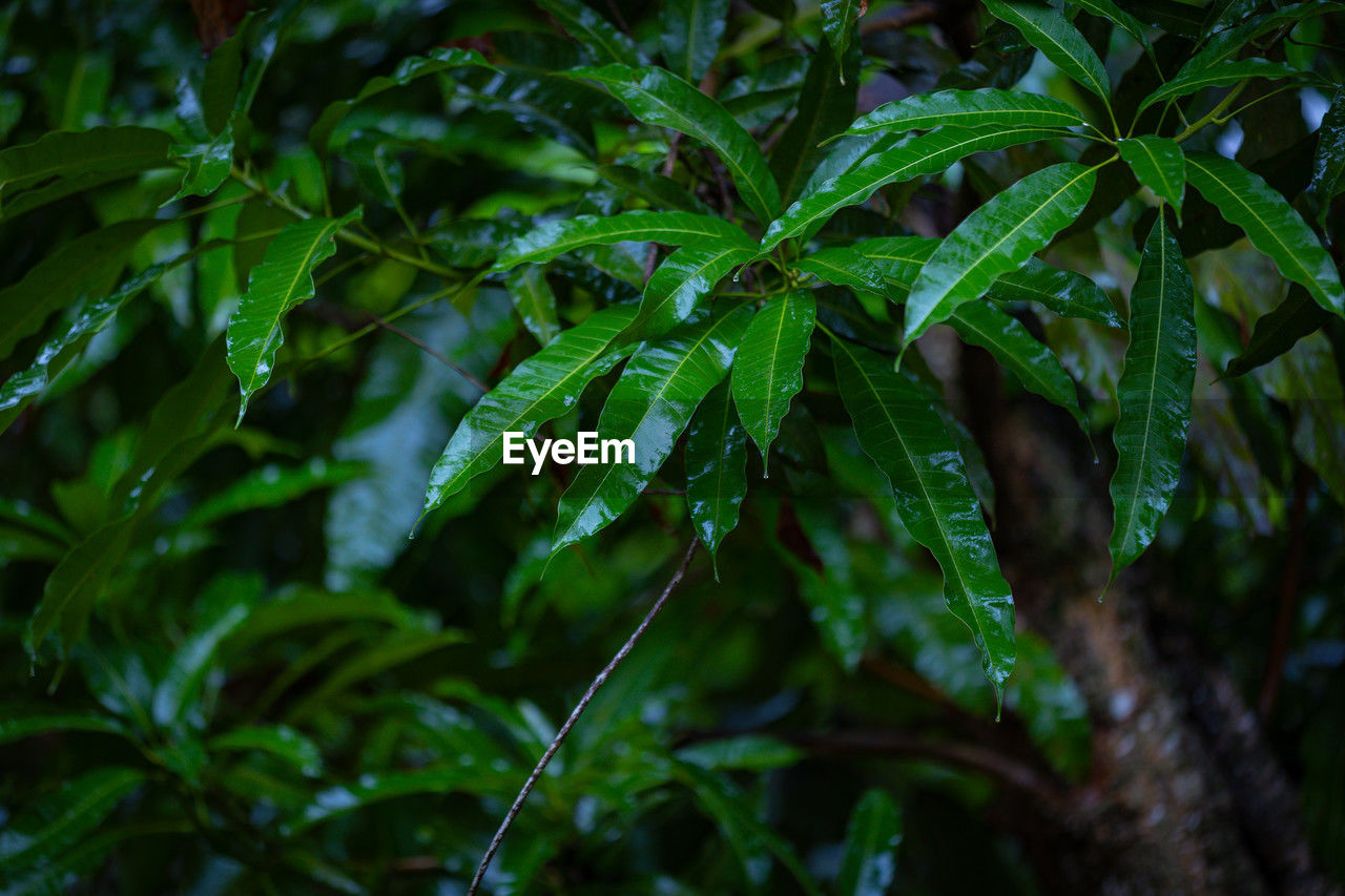 green, plant, forest, leaf, plant part, rainforest, tree, vegetation, nature, branch, jungle, natural environment, beauty in nature, growth, land, food and drink, no people, social issues, wet, outdoors, flower, environment, healthcare and medicine, food, close-up, water, sunlight, rain, medicine, freshness, tropics, tropical climate, botany